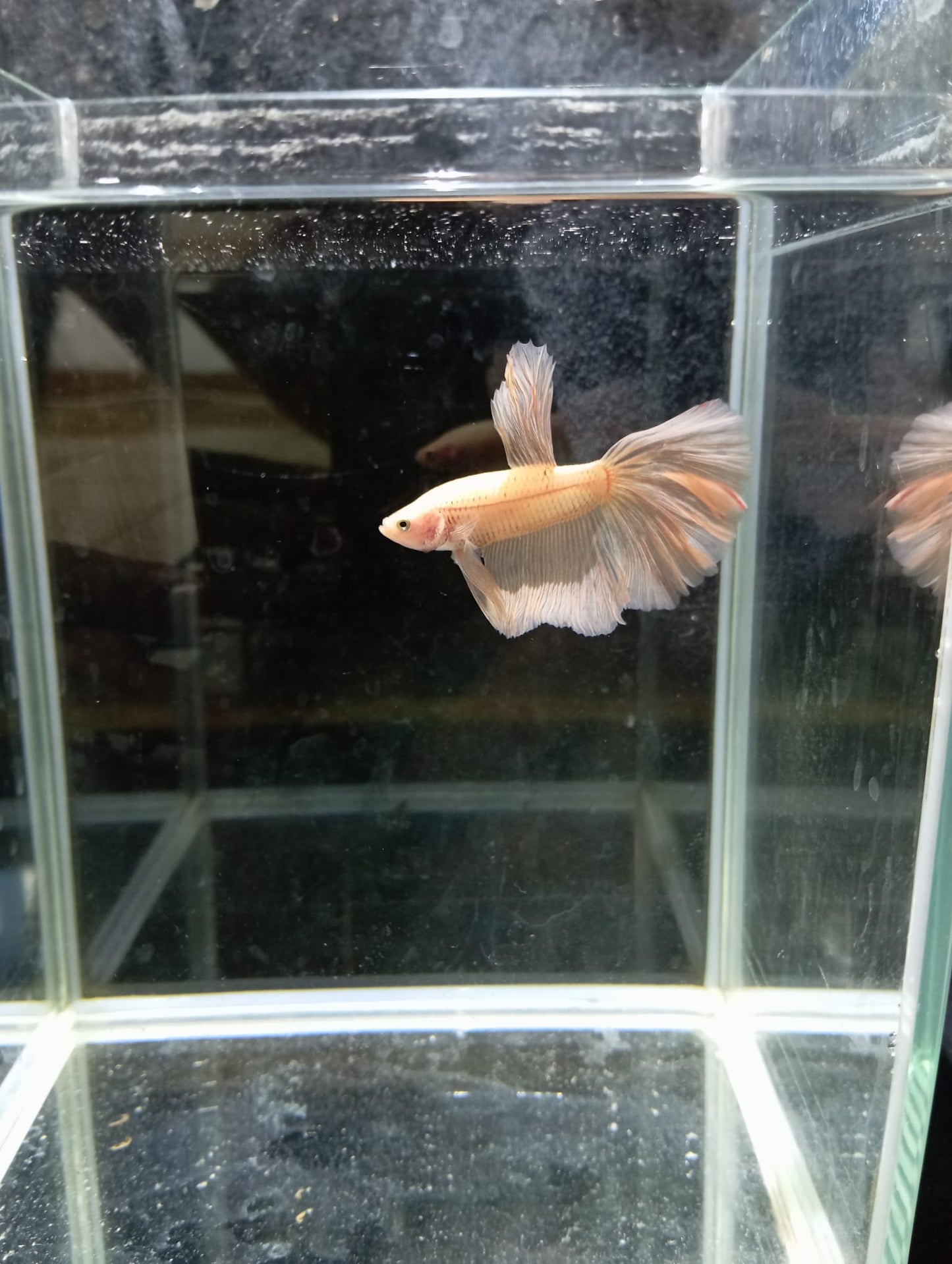 Betta Macho Super Delta HalfMoon