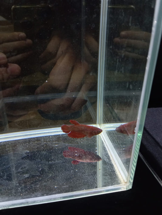 Betta Hembra Splendens Plakat