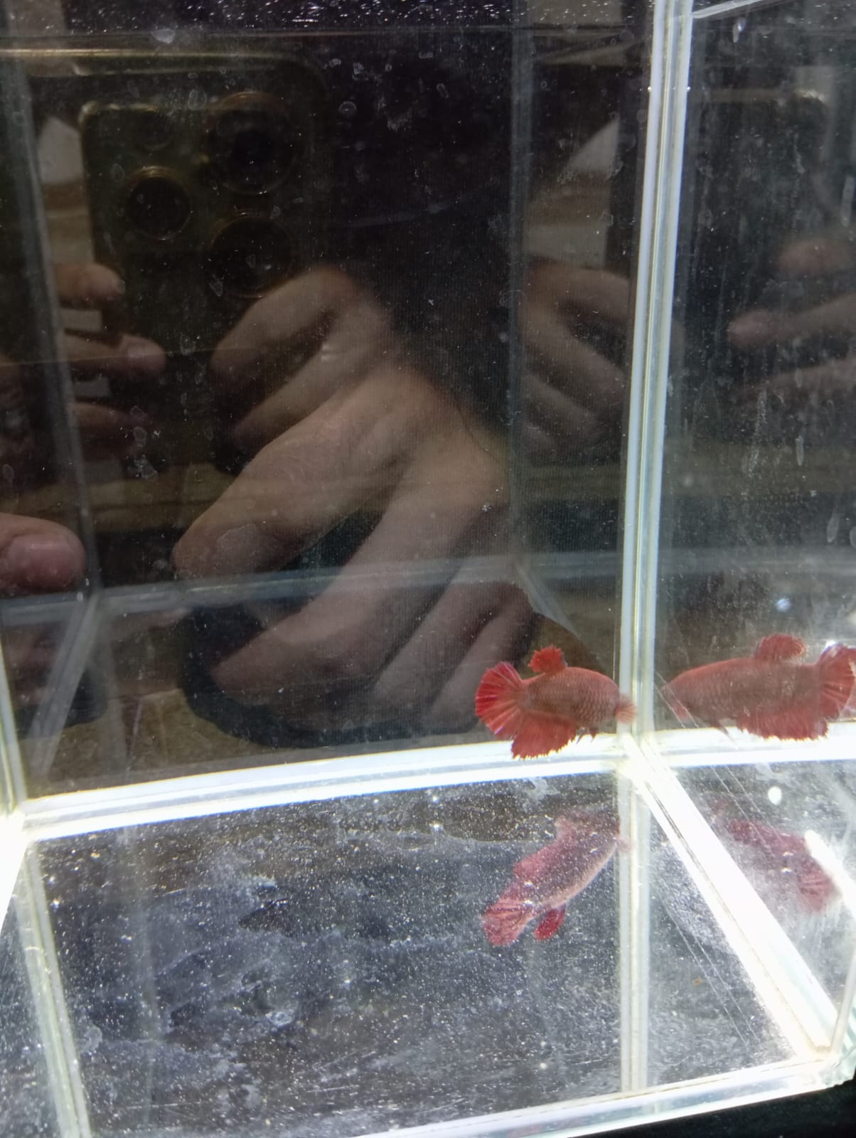 Betta Hembra Splendens Plakat