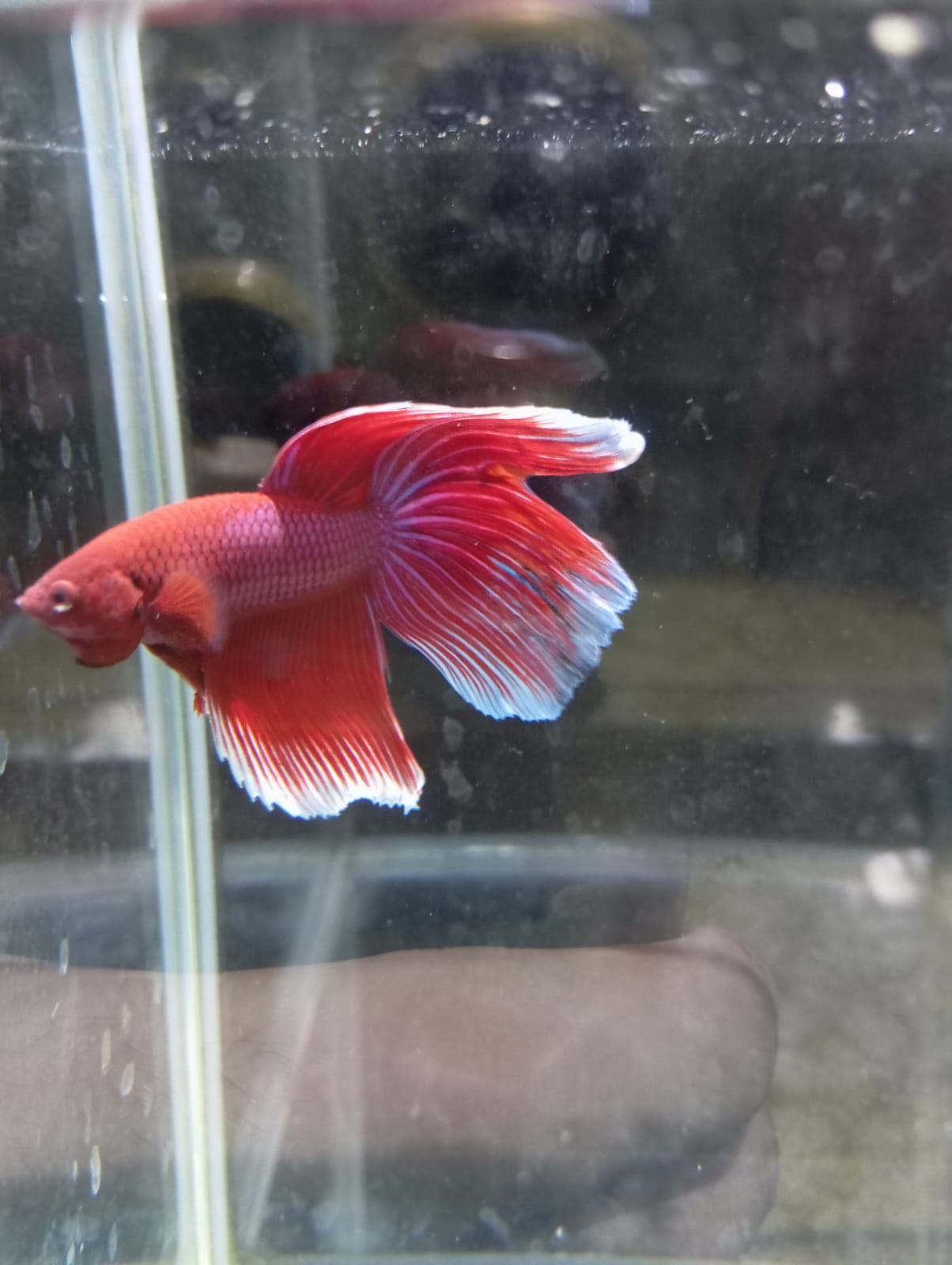 Betta Macho HalfMoon Velo Rojo