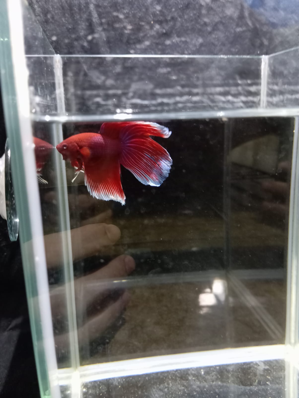 Betta Macho HalfMoon Velo Rojo