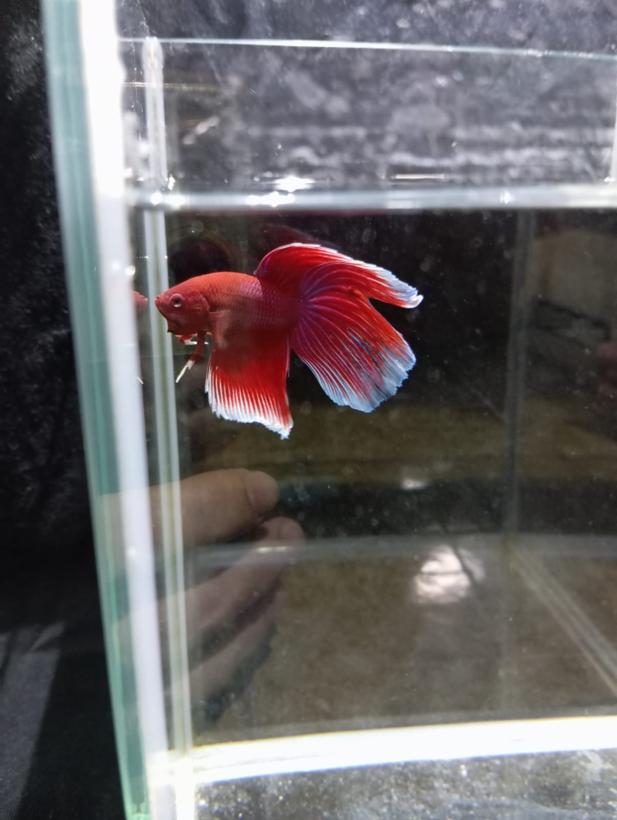 Betta Macho HalfMoon Velo Rojo