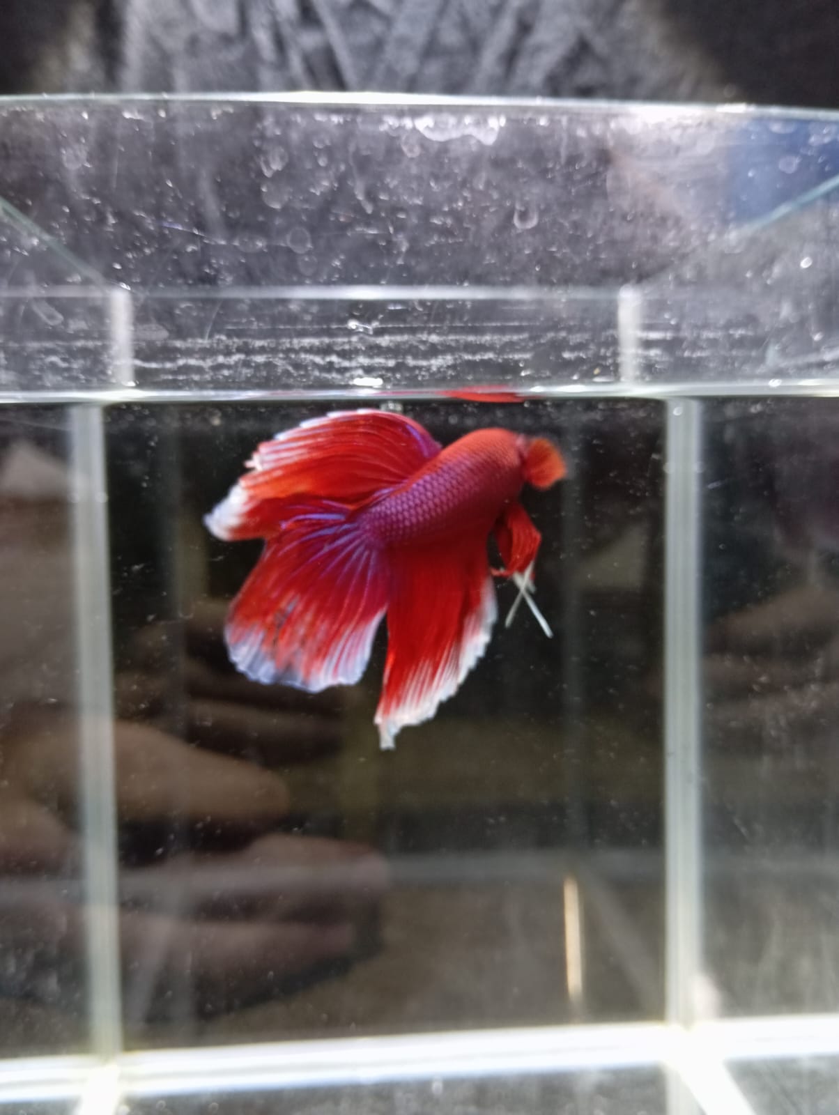Betta Macho HalfMoon Velo Rojo