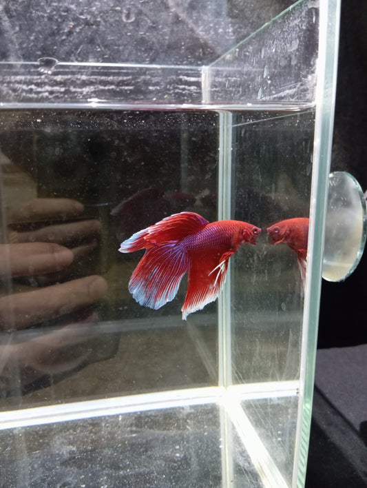 Betta Macho HalfMoon Velo Rojo