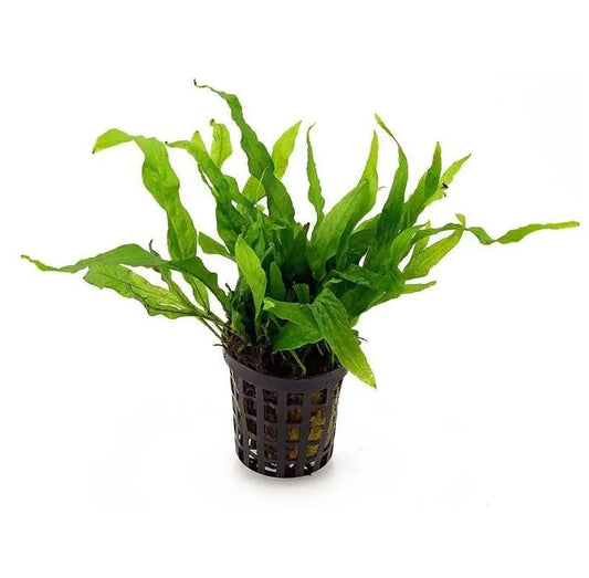 Microsorum Pterops (Helecho De Java)