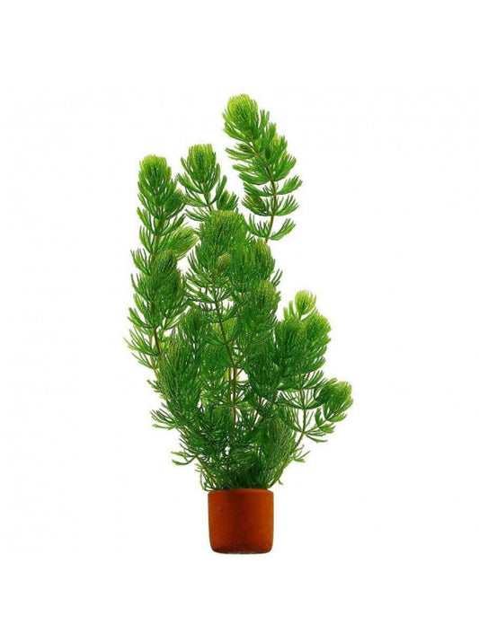 Ceratophyllum Demersum (Cola De Zorro)