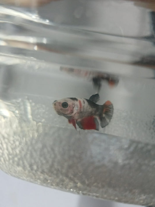 Betta Macho Halfmoon Plakat (HMPK) Multicolor