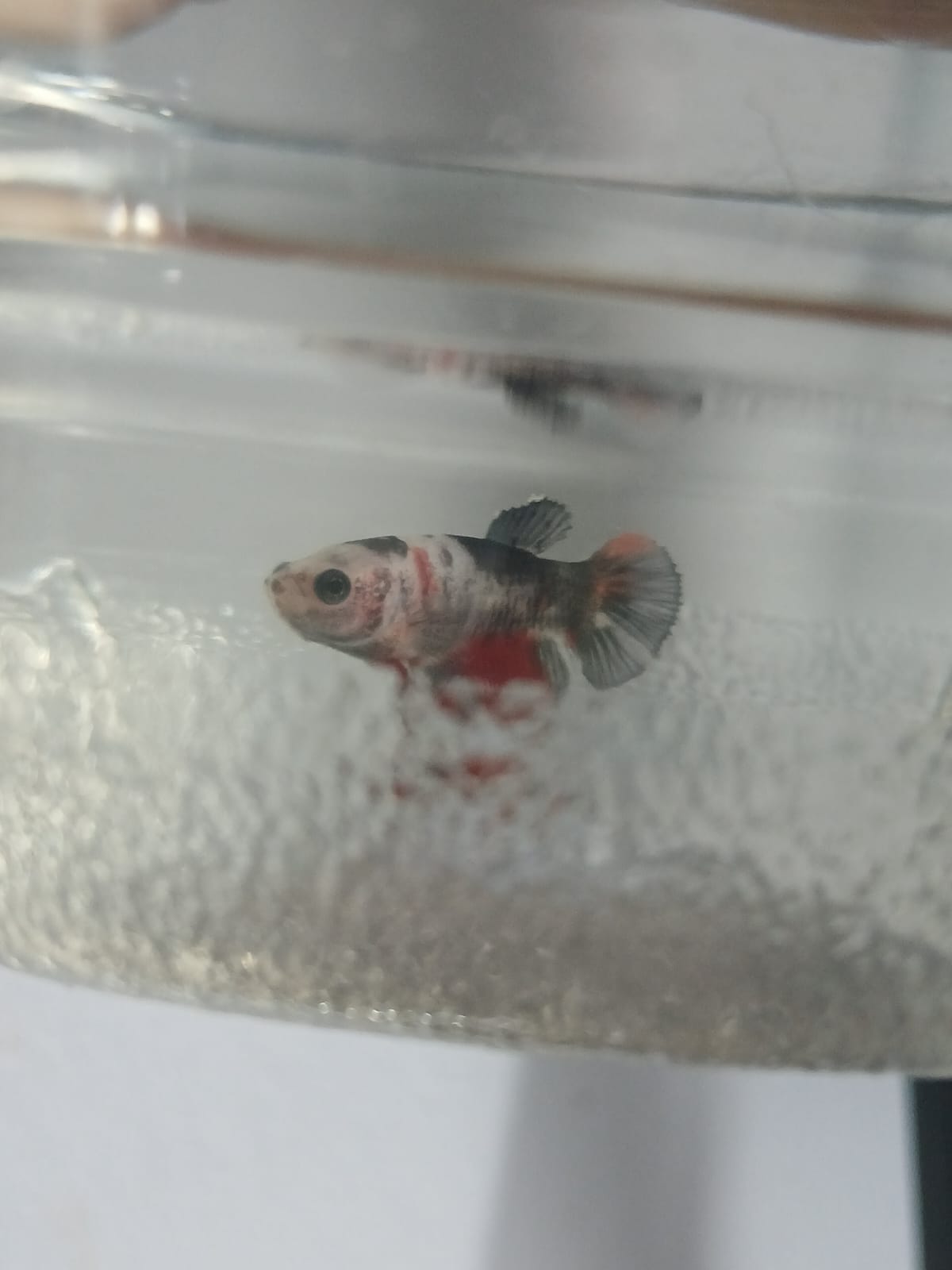 Betta Macho Halfmoon Plakat (HMPK) Multicolor