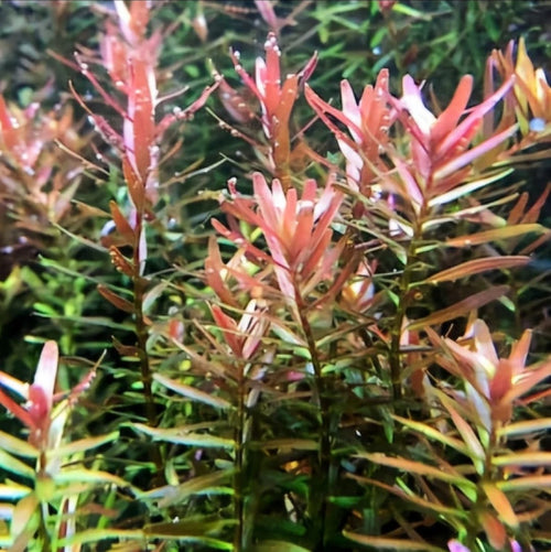 Porción De Rotala Rotudinfolia