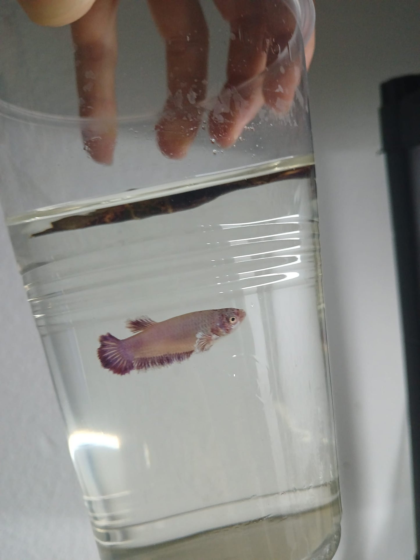 Betta Hembra Dumbo Plakat