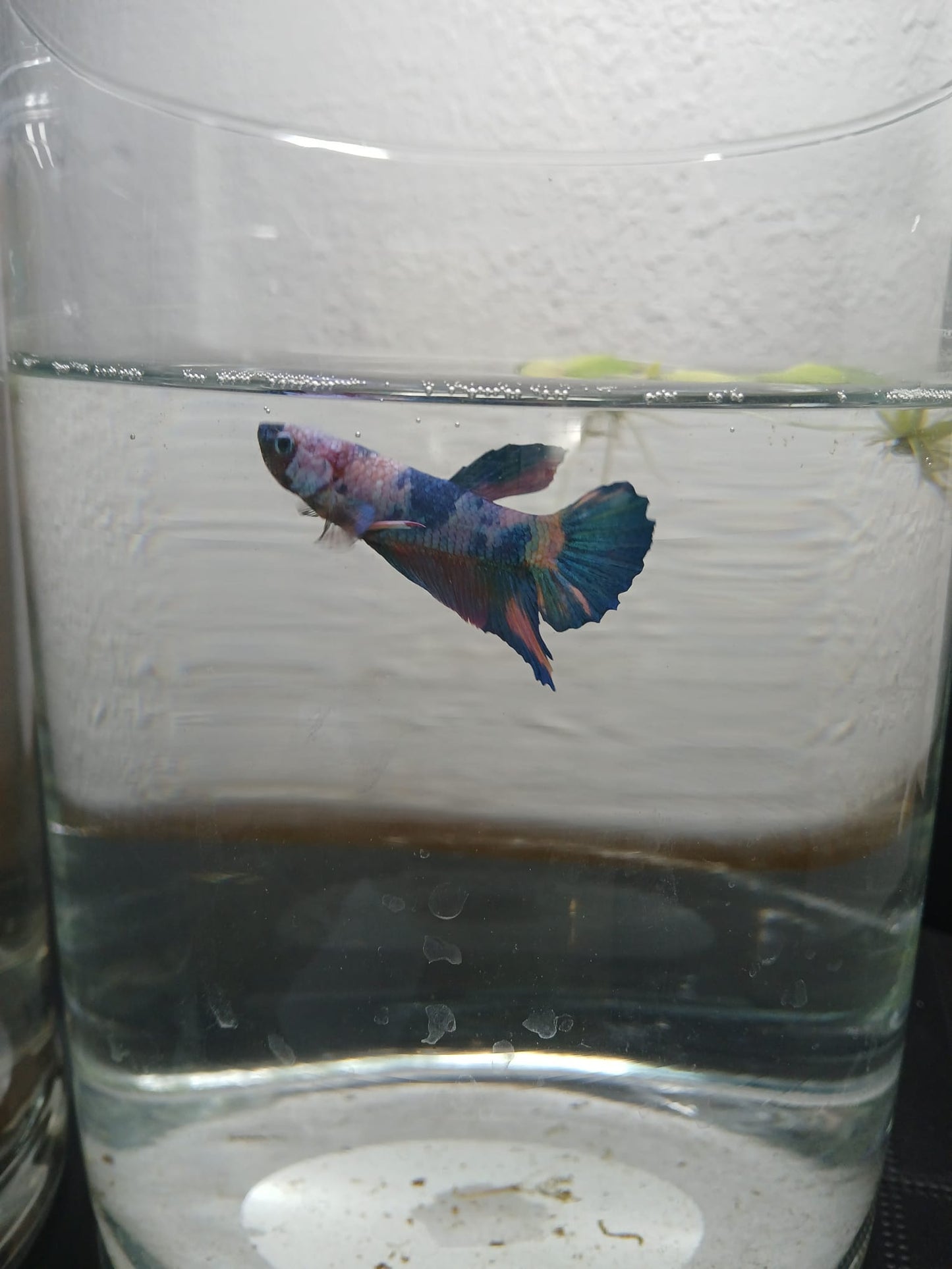 Betta Macho Halfmoon Plakat (HMPK) Koi