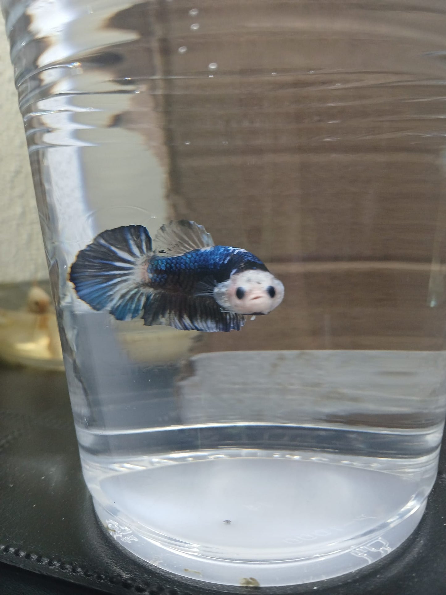Betta Macho Halfmoon Plakat FaceMonkey