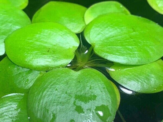 Planta Flotante - Limnobium Laevigatum (Lechugas de Agua)