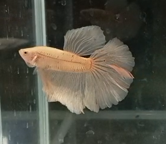 Betta Macho Super Delta HalfMoon