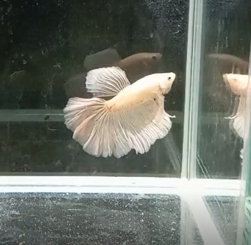 Betta Macho Super Delta HalfMoon