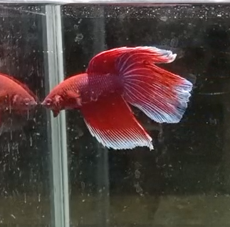 Betta Macho HalfMoon Velo Rojo