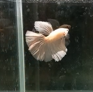 Betta Macho Super Delta HalfMoon