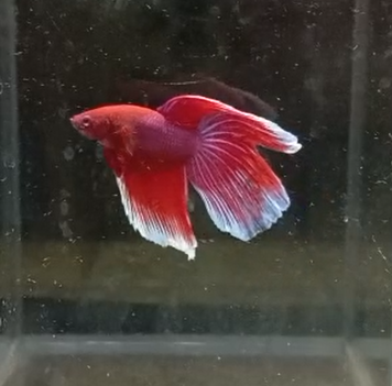 Betta Macho HalfMoon Velo Rojo