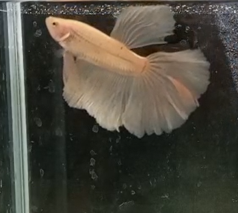 Betta Macho Super Delta HalfMoon