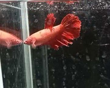 Betta Hembra Splendens HalfMoon