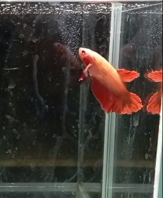 Betta Hembra Splendens HalfMoon