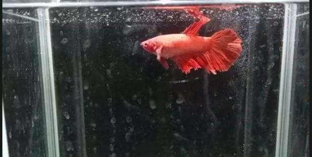 Betta Hembra Splendens HalfMoon