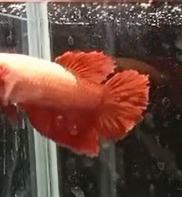 Betta Hembra Splendens HalfMoon