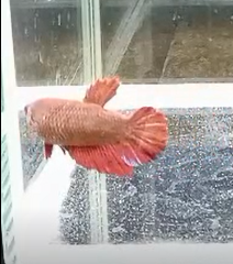 Betta Hembra Splendens Plakat