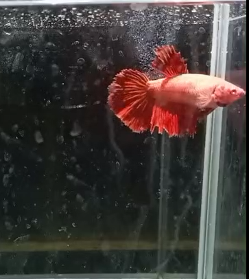 Betta Hembra Splendens HalfMoon