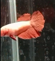 Betta Hembra Splendens HalfMoon
