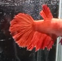 Betta Hembra Splendens HalfMoon