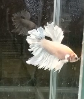 Betta Macho Dumbo HalfMoon
