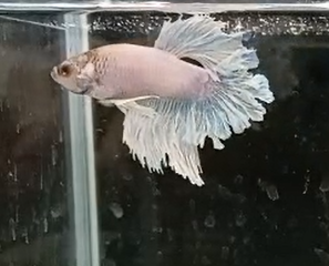 Betta Macho Dumbo HalfMoon