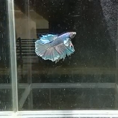 Betta Macho Dumbo HalfMoon – Bicolor