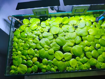 Planta Flotante - Limnobium Laevigatum (Lechugas de Agua)