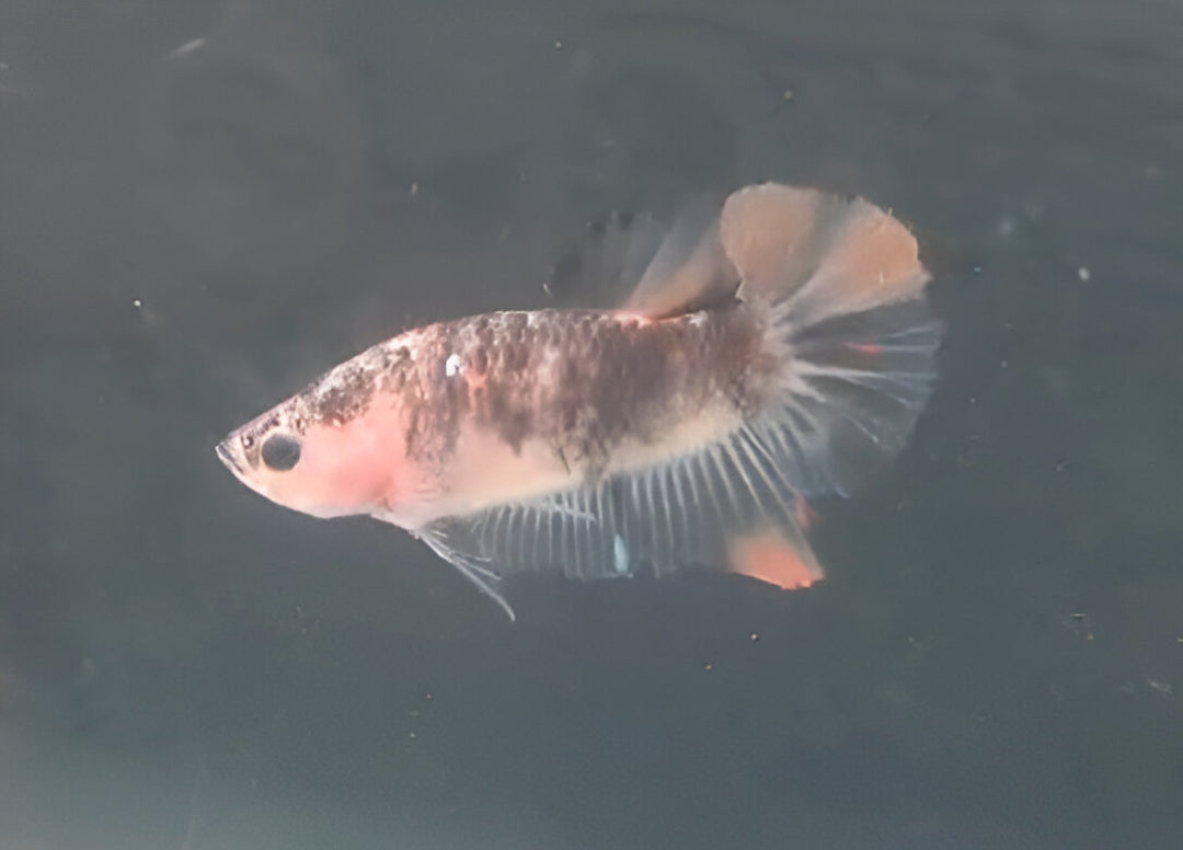 Betta Macho Halfmoon Plakat (HMPK) Multicolor
