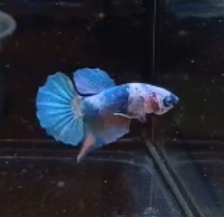 Betta Macho Halfmoon Plakat (HMPK) Koi