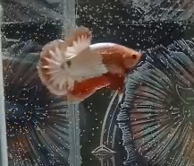 Macho Red Fancy HMPK