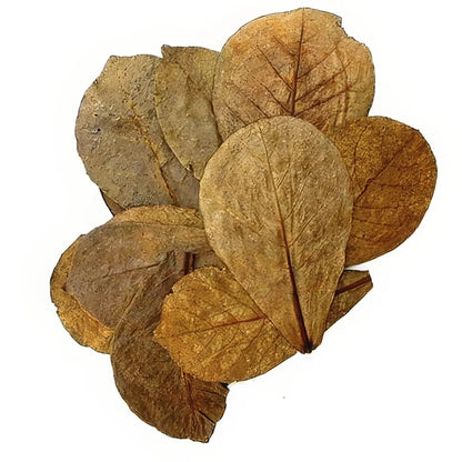 20 Hojas de Cattapa / Almendro Indio